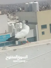  2 أرباش لبيع