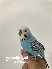  5 ثلاث عصافير حب اليفات جدا وصوت جميل بألوان جميلة مع قفص واسع