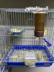  23 طيور كنار للبيع