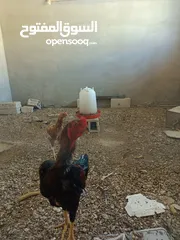  2 دجاج باكستاني للبيع خط أول