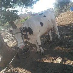  1 بقره لحم ضحيه