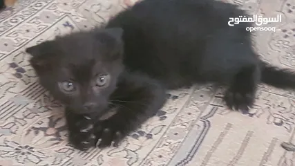  3 Kittens for Free Immediate Adoption