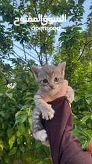  1 قط منزلي نوعة مكس