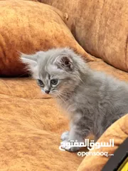  2 قطة بريتش لونق هير انثى