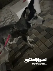  1 هاسكي صغير