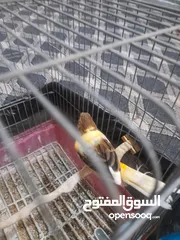  23 صلات النبي كوم كنار للبيع صحه ونضافه والوان بجنن