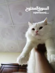  1 adoption of cat