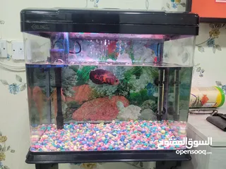  2 fish with aquarium for sale