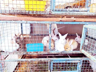  15 RABBAT FOR SALE