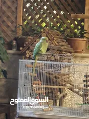  3 طيره دره جاهزه شبه أليفه