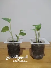  4 أصيص نبات ظل - بوتس