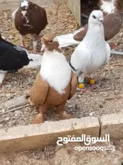  24 كوم حمام حوالي من 35 إلى 40 طير  للبيع
