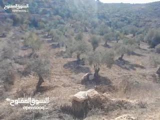  3 ارض مزروعة زيتون للبيع خلة ابو سليمان