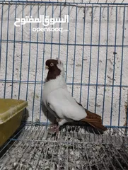  2 فحول مطير وزق