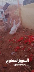  2 جوز بط شغال مع ولدهن 15 دينار