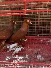  2 جوز نجفي احمر