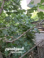 15 شقة ارضية مع حديقة بلقرب من دوار الفواكه والبنك العربي مقابل صيدلية ابن سينا