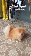  1 للبيع تفاصيل عل خاص واتس اب