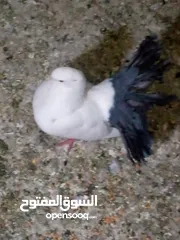  13 جوز حمام يمامه للبيع صحه ونضافه وشغال