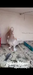  1 جوز حمام صابونيات حلوات للبيع شغلات مكفولات