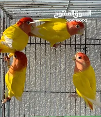  10 للبيع جميع انواع الطيور  All kinds of birds for sale