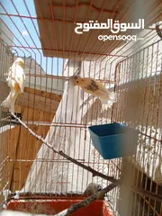  9 إناثي كنار جاهزات للبيع