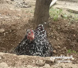  2 طبق بيض سايكس بورسلان مخصب التواصل واتس اب