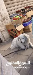  3 كلبه فرنسي
