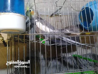  3 3 طيور كوكتيل انثايتين و ذكر كلهم 45 دينار الحبه على 15 طيور نخب
