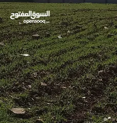  6 ارض للبيع في اليادودة حوض الفريط من المالك مباشره مطله وراقيه فلل جميله والسعر قابل للتفاوض