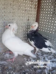  7 حمام للبيع