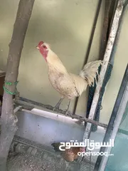  1 دجاج للبيع