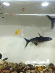  2 سمك قرش زينة
