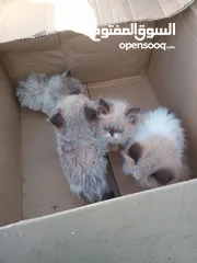  5 كيتن راغدول