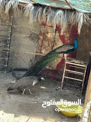  3 طاووس للبيع