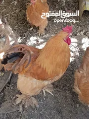  6 دجاج كوشن بياض للبيع