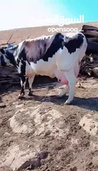  3 بقرة فريز عشار كبير