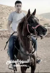  1 خيل عربي اصيل