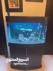  9 حوض سمك زينه كبير جاهز مع الاسماك