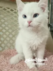  13 قطة كتنز  بيبي قط  كتن  و قطه سيامي شوكلت   بسعر رمزي  شبه تبني للتبني متعوده لتربوكس وداري فود