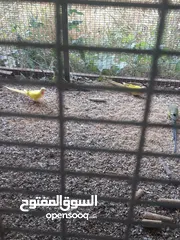  17 ازواج منتجة