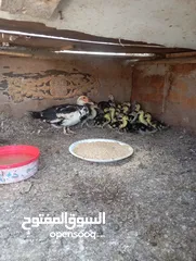  19 طيور للبيع بغرض نقل مكان السكن