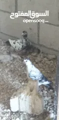  3 خم كامل للبيع 3 احجام ما شاء الله اربد بيت راس قريب الاذاعه