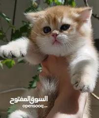  2 ذكر سكوتش ستريت جولدن