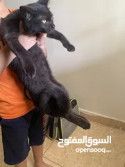  9 قطط للتبني Cats for adoption