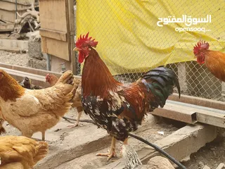  17 ديكة فرنسيه بيور