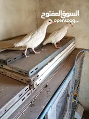  6 شنار ابيض للبيع
