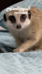  1 Meerkat temon for sale