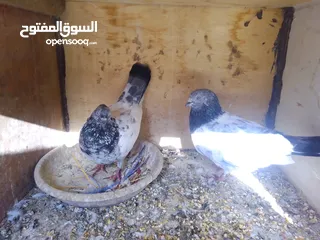  2 حمام للبيع جواز و حبات كش