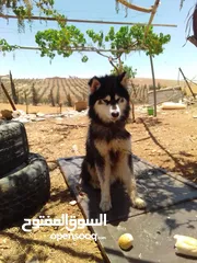  7 كلب هاسكي للبيع